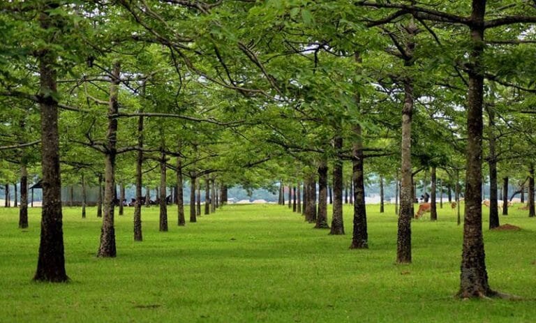 শিমুল বাগান